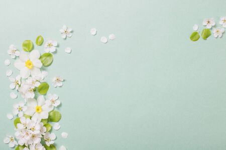 white narcissus and cherry flowers on green paper backgroundの写真素材