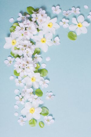 white narcissus and cherry flowers on blue paper backgroundの写真素材