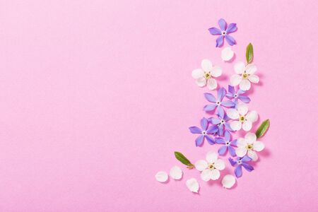 spring  flowers on pink backgroundの写真素材