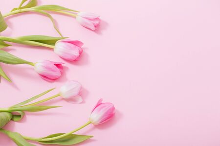 beautiful pink tulips on pink backgroundの写真素材