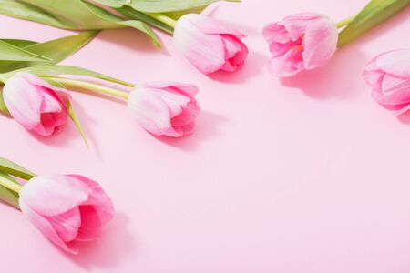 beautiful pink tulips on pink backgroundの写真素材
