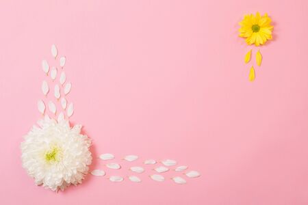 white and yellow chrysanthemum on pink  paper backgroundの写真素材