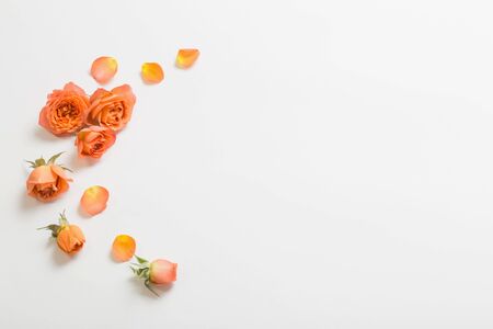 orange roses on white backgroundの写真素材