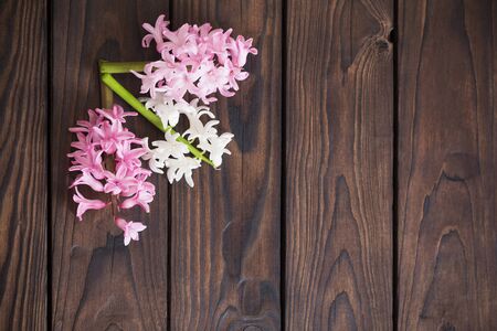 hyacinth flowers on dark wooden backgroundの写真素材