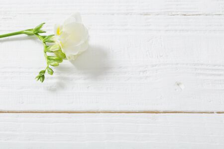 freesia flowers on white wooden backgroundの写真素材