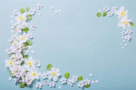 white narcissus and cherry flowers on blue paper backgroundの写真素材