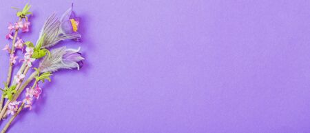 spring flowers on violet backgroundの写真素材