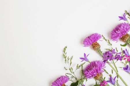 purple summer flowers on white backgroundの写真素材