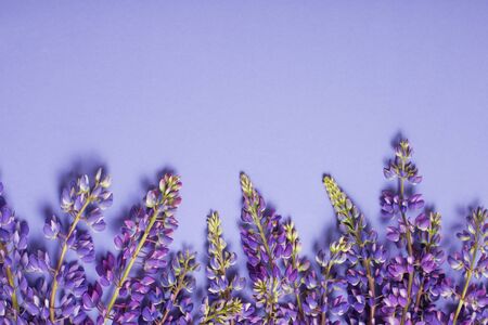 lupine flowers on violet paper backgroundの写真素材