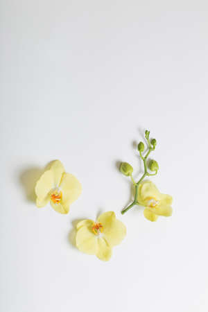 yellow orchids flowers on white backgroundの写真素材