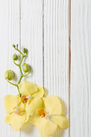 yellow orchids on white wooden backgroundの写真素材
