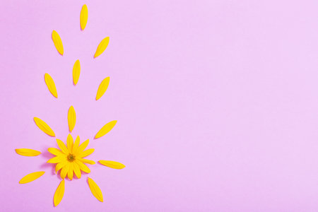 yellow flowers on violet paper background