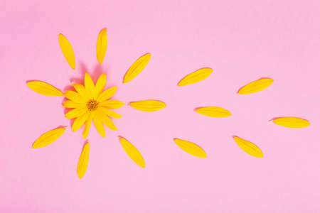 yellow flowers on pink paper backgroundの写真素材