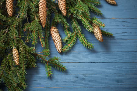 fir branches with cones on blue wooden backgroundの写真素材