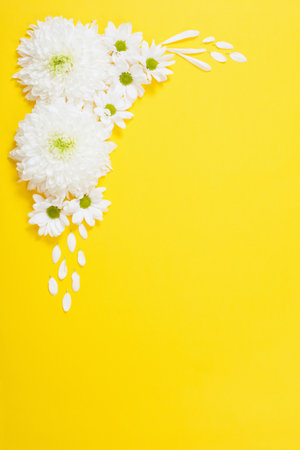 white chrysanthemum on yellow paper backgroundの写真素材