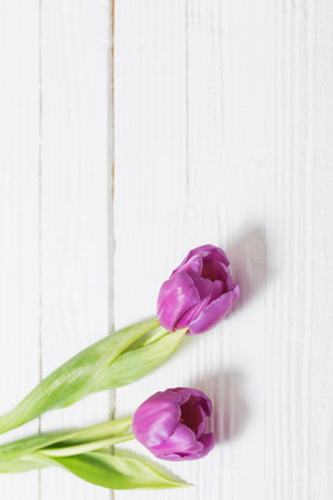 violet tulips on white wooden backgroundの写真素材