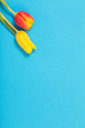 yellow and red tulips on blue backgroundの写真素材