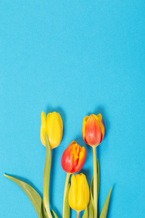 yellow and red tulips on blue background
