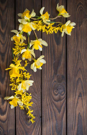 yellow narcissus on dark wooden backgroundの写真素材