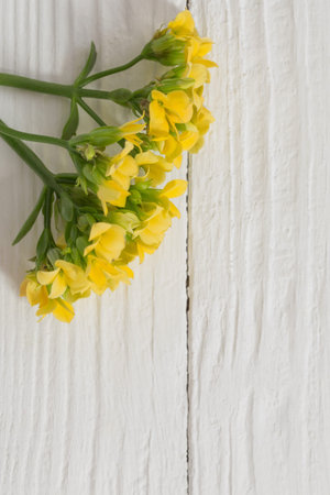 yellow flowers on white wooden backgroundの写真素材