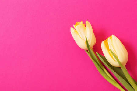 two yellow tulips on pink backgroundの写真素材
