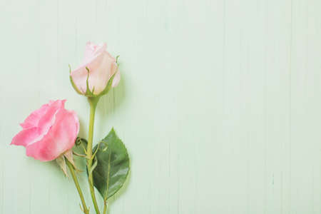 two pink roses on green wooden backgroundの写真素材