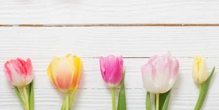 beautiful tulips on white wooden backgroundの写真素材