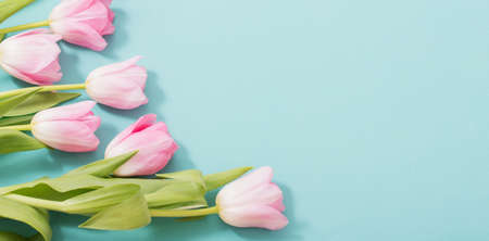 beautiful pink tulips on blue mint backgroundの写真素材