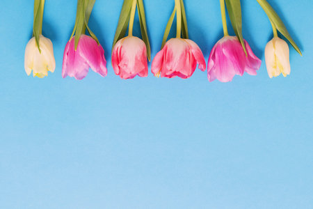pink and yellow tulips on blue paper background