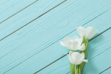 white tulips on blue wooden backgroundの写真素材