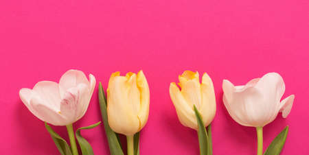 yellow tulips on pink paper backgroundの写真素材