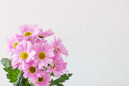 chrysanthemums flowers in bouquet on white backgroundの写真素材