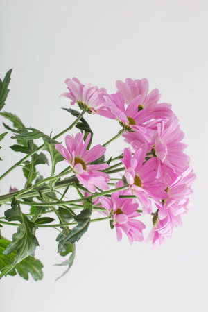 chrysanthemums flowers in bouquet on white backgroundの写真素材