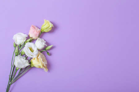 branch of eustoma flowers on purple backgroundの写真素材