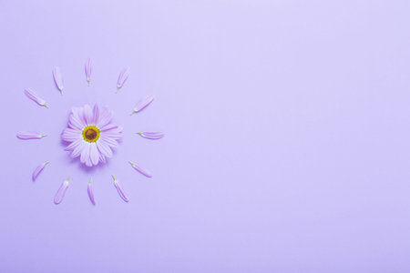 chrysanthemum flower on purple paper backgroundの写真素材