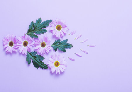 chrysanthemums flowers on purple paper backgroundの写真素材