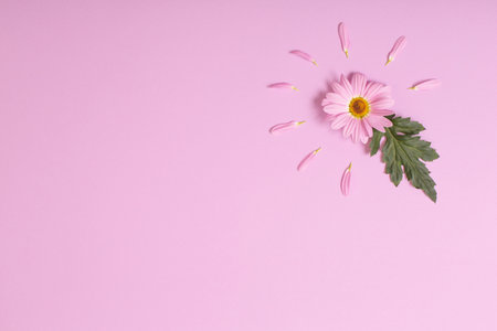 chrysanthemum flower on pink paper backgroundの写真素材