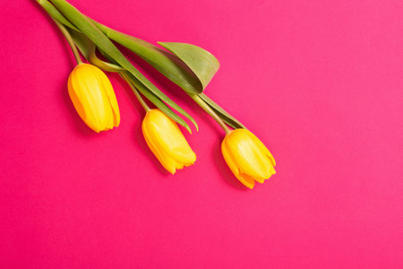 yellow tulips on color paper backgroundの写真素材