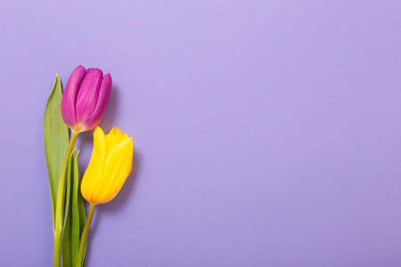 two tulips on violet paper backgroundの写真素材