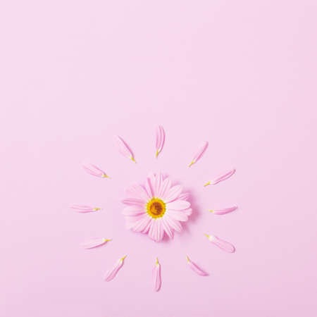 chrysanthemum flower on pink paper backgroundの写真素材