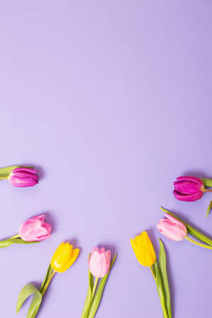 tulips on violet paper backgroundの写真素材