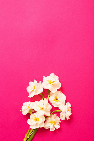 white narcissus on pink paper backgroundの写真素材