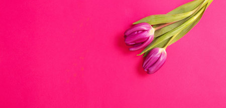 two purple tulips on pink backgroundの写真素材