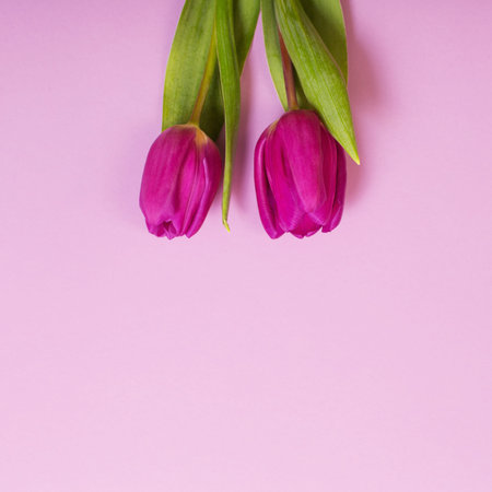 two tulips on color paper background