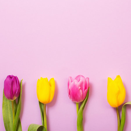 tulips on color paper background