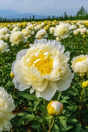 field of blooming peonies close upの素材