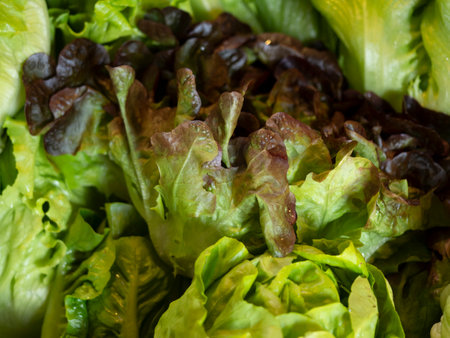 Close up of fresh green lettuce salad in the market. Healthy food concept.の写真素材