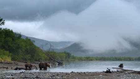 bears by the lake in Kamchatkaの写真素材