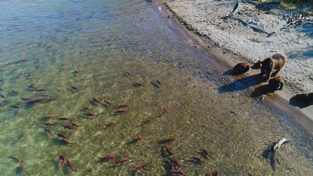 bears catch salmon