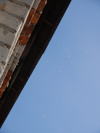 Birds flying over the roof of an old house in the village